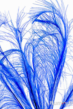 Fasan Hoki - 45-50 cm - blau